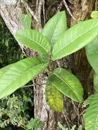 صورة Ficus trigonata L.