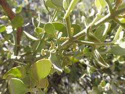 Image of Cory's mistletoe