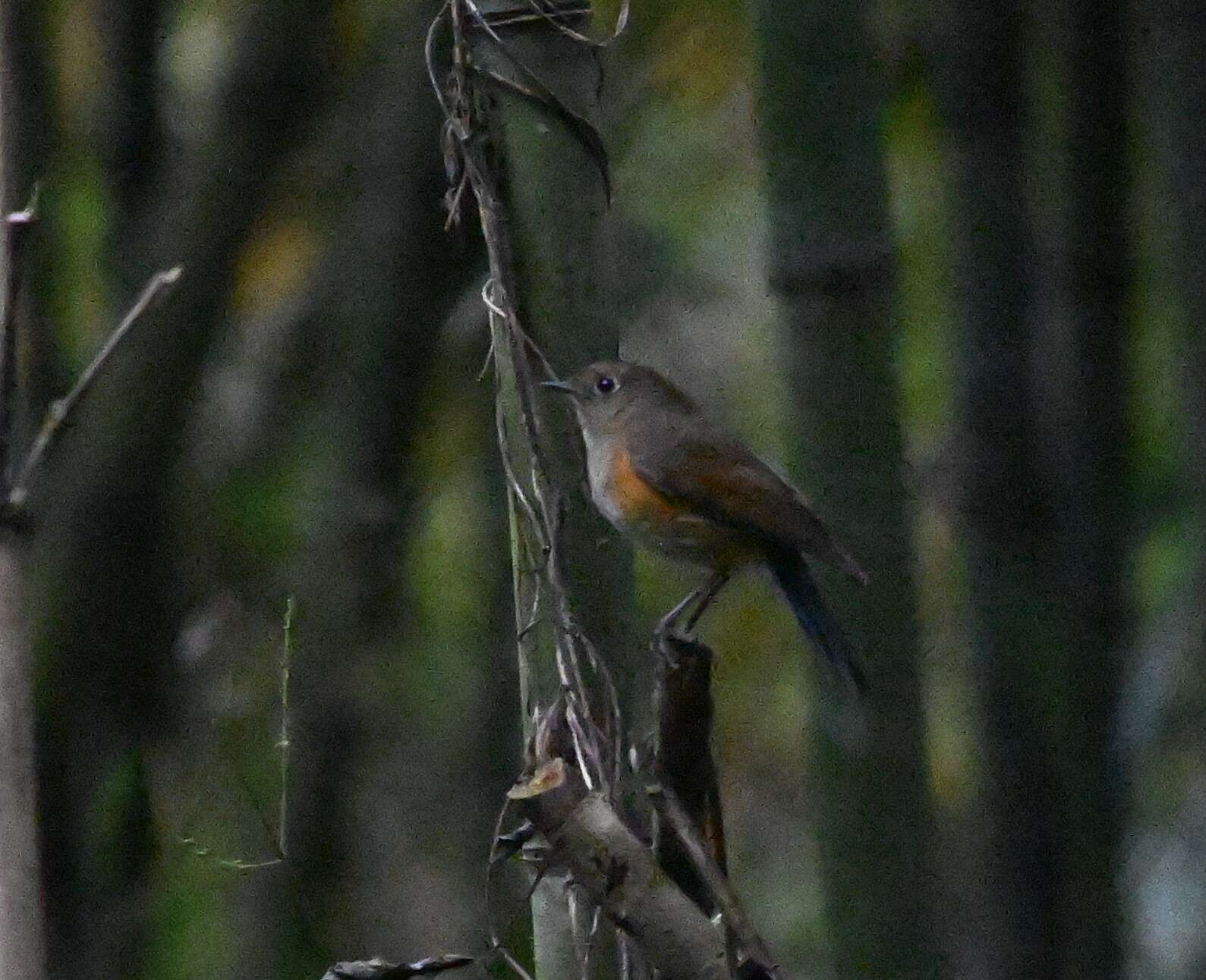 Image of Himalayan Bluetail