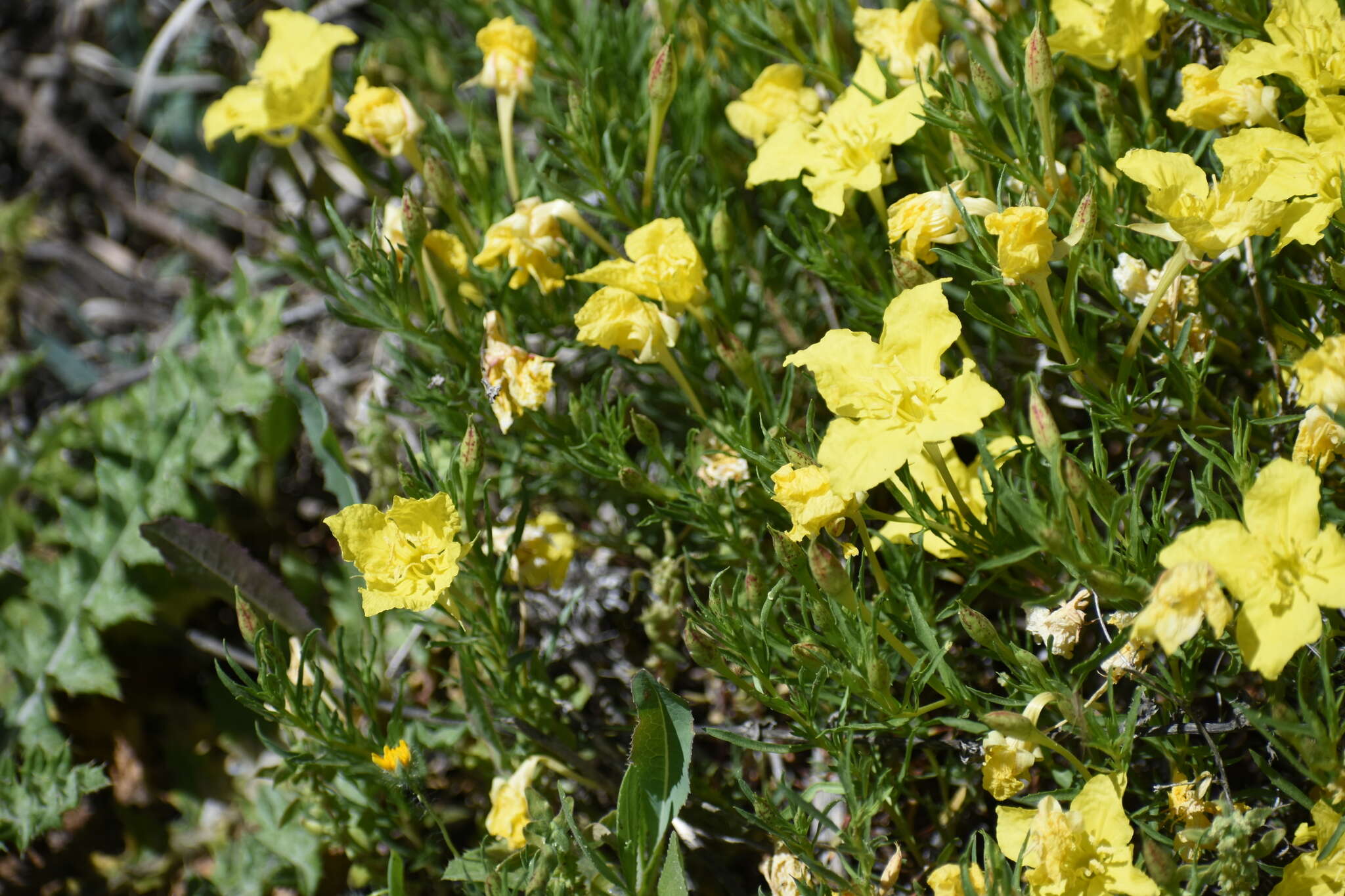 Oenothera hartwegii Benth.的圖片