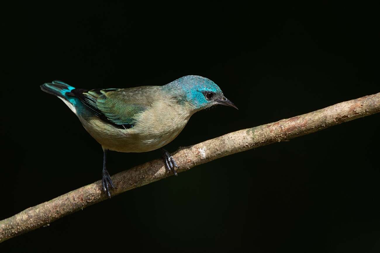 Image of Black-legged Dacnis