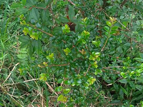 Image de Eurya crenatifolia (Yamamoto) Kobuski