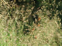 Image de Agrostis commun