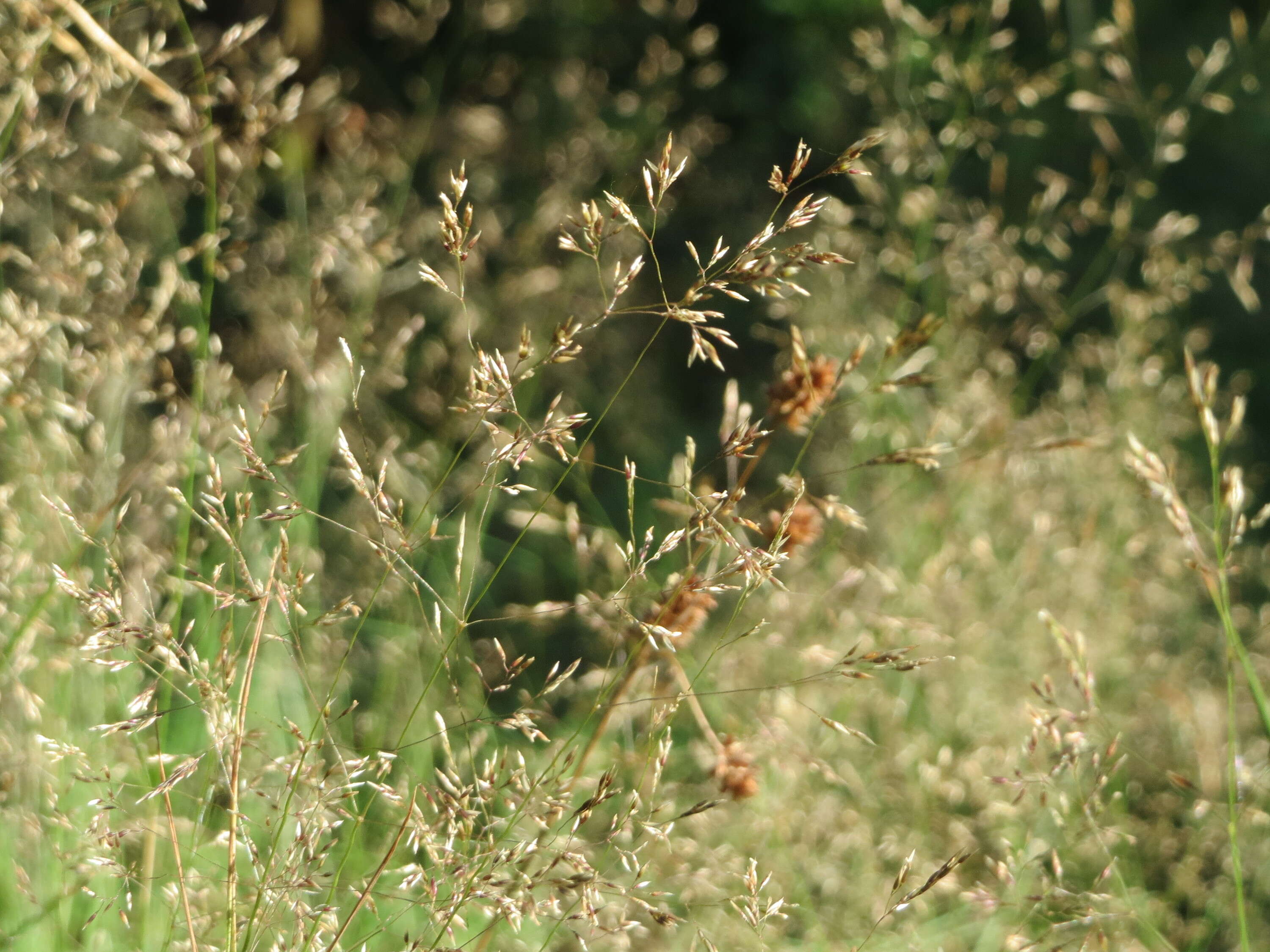 Image de Agrostis commun