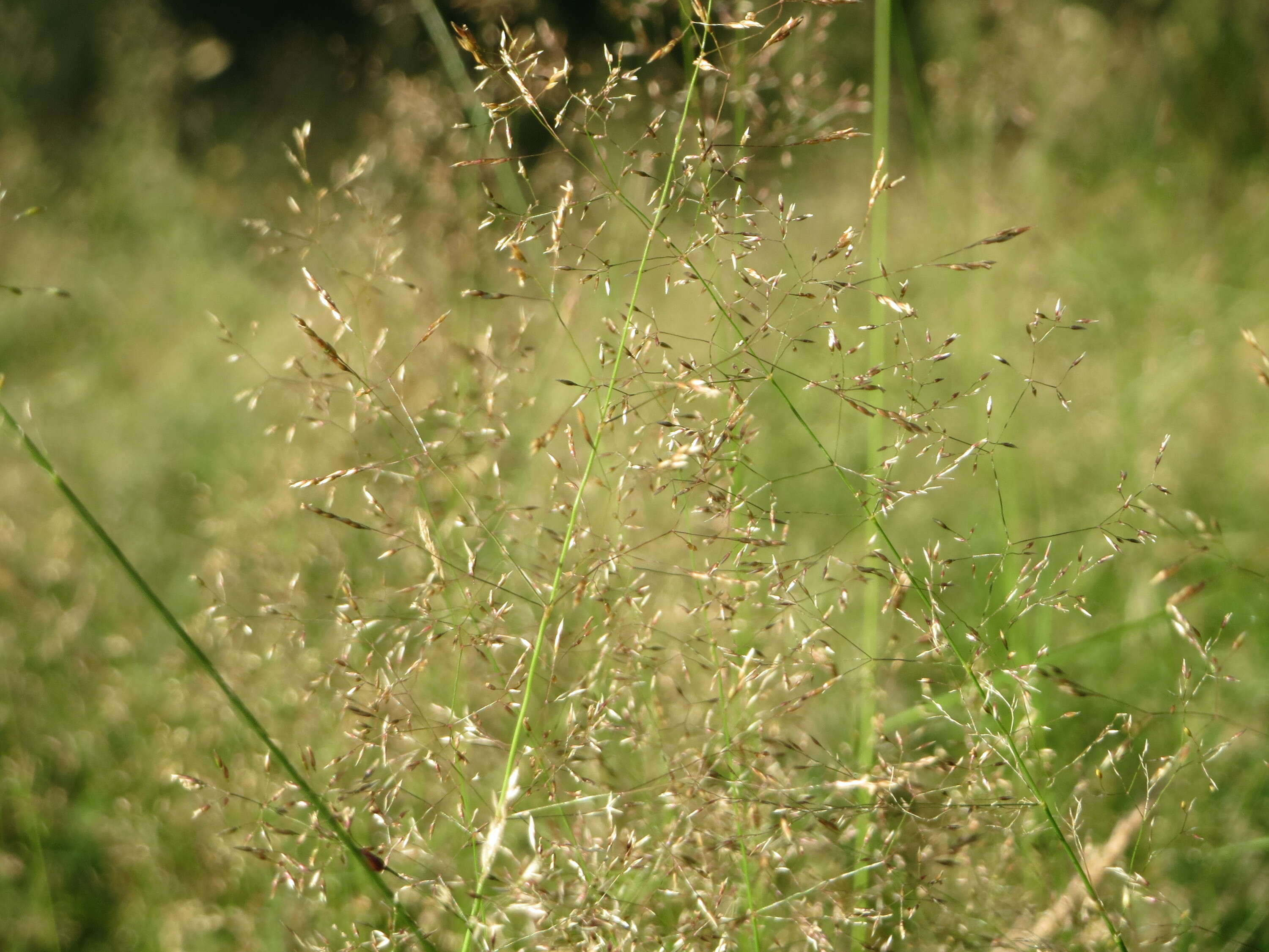 Image of Colonial bent(grass)