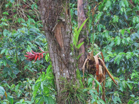 Image of Aechmea tillandsioides (Mart. ex Schult. & Schult. fil.) Baker