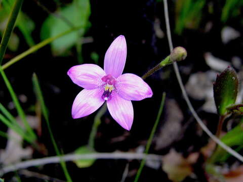 Image de Caladenia emarginata (Lindl.) Rchb. fil.