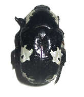 Image of <i>Spilophorus <i>plagosus</i></i> plagosus