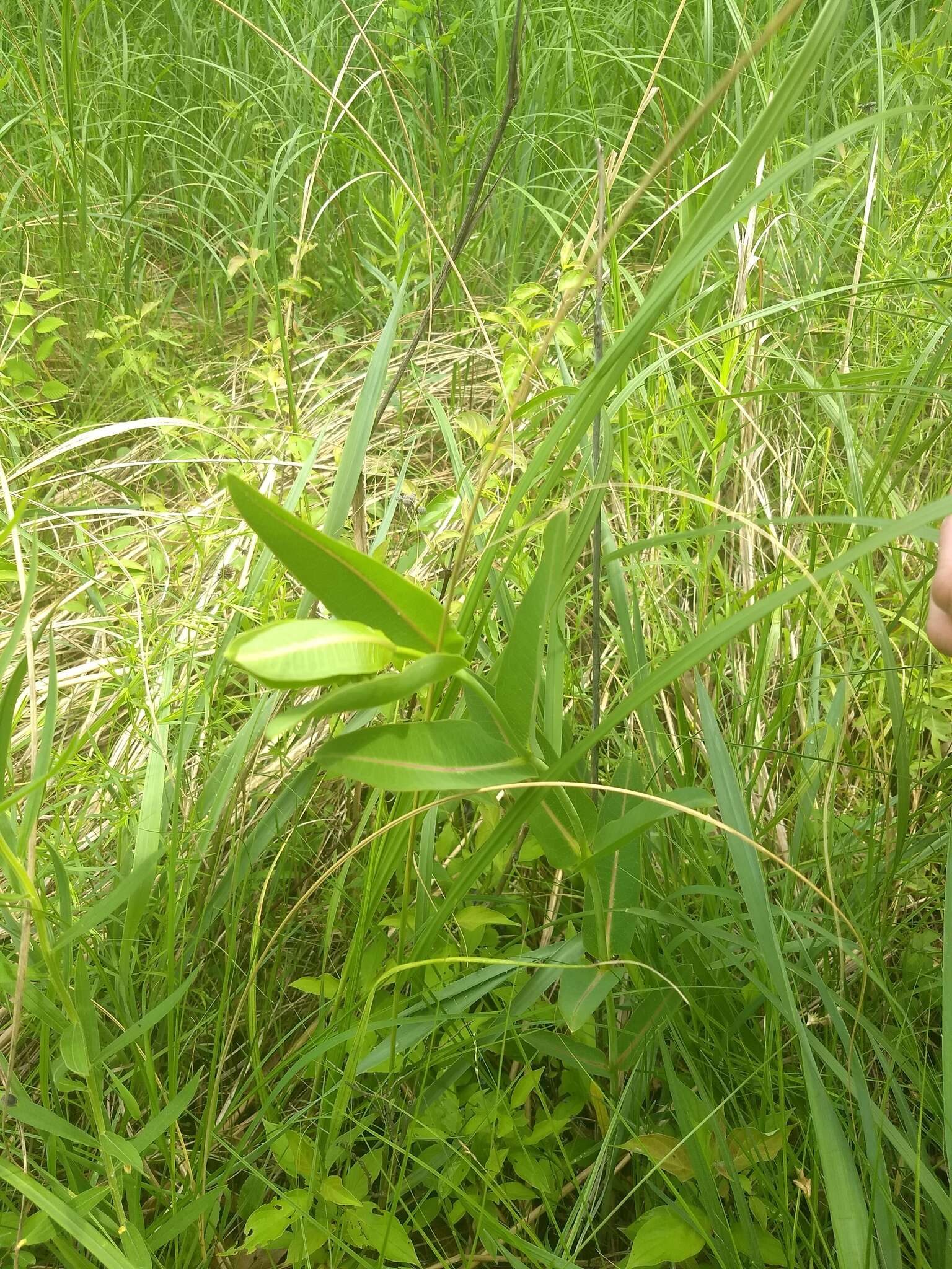 Image of prairie milkweed