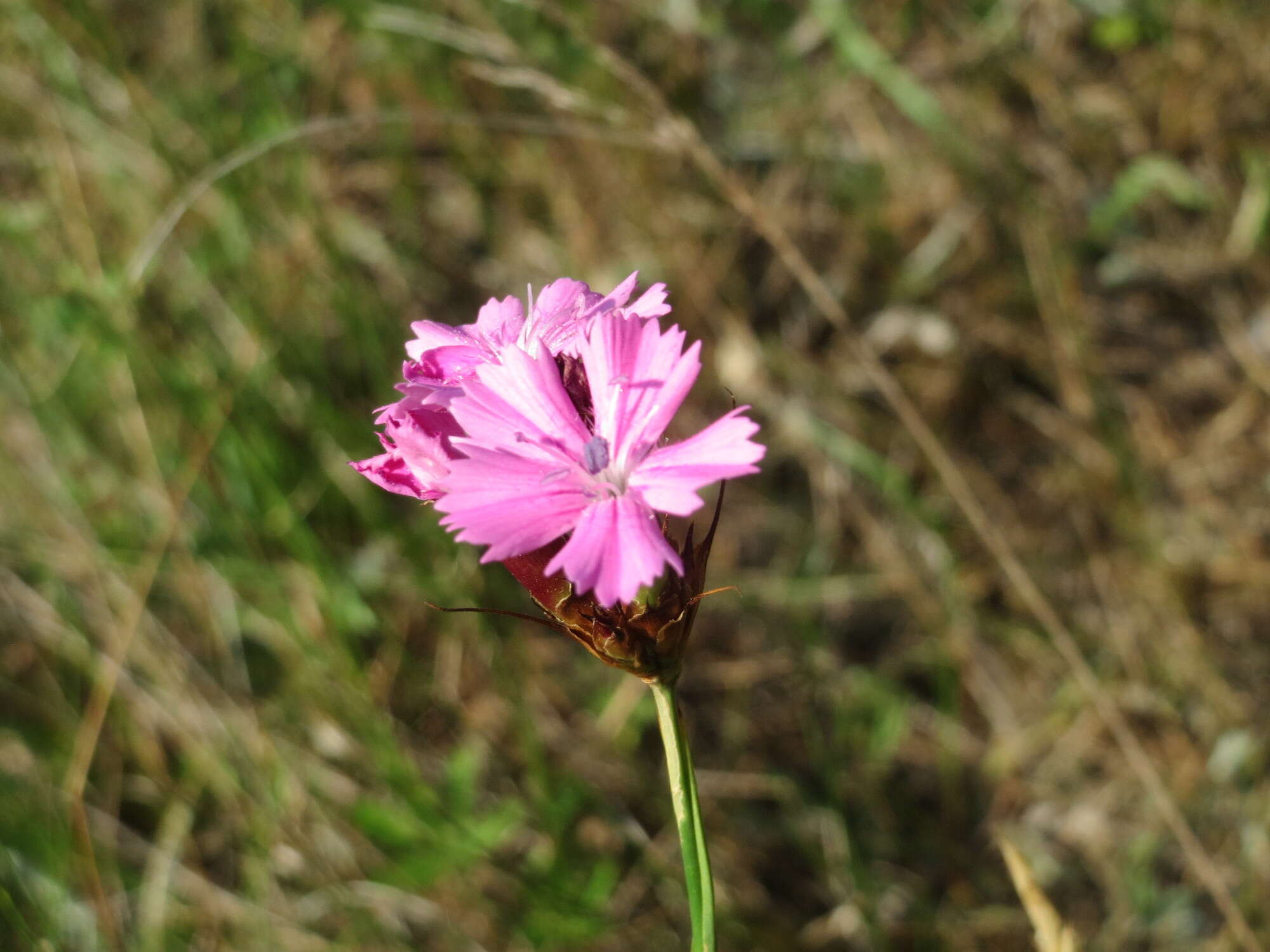 Image of carthusian pink