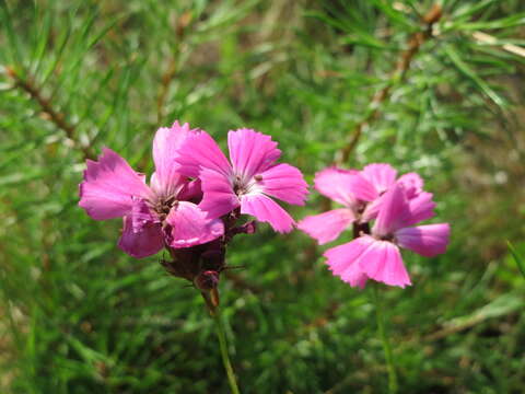 Image of carthusian pink