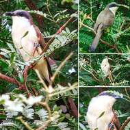 Image of Dark-billed Cuckoo