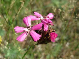 Image of carthusian pink