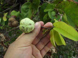 Image de Phyllanthus tequilensis B. L. Rob. & Greenm.