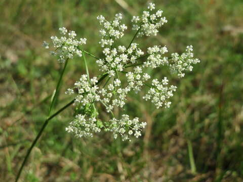 Image of burnet saxifrage