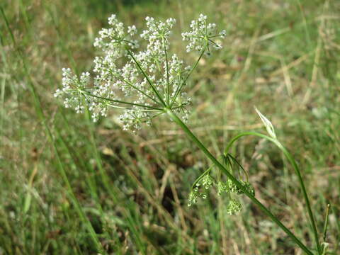 Image of burnet saxifrage