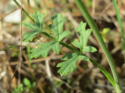 Image of burnet saxifrage