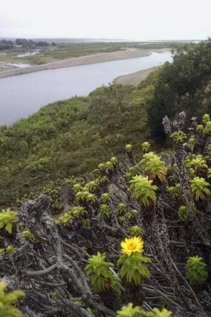 Plancia ëd Haplopappus foliosus DC.