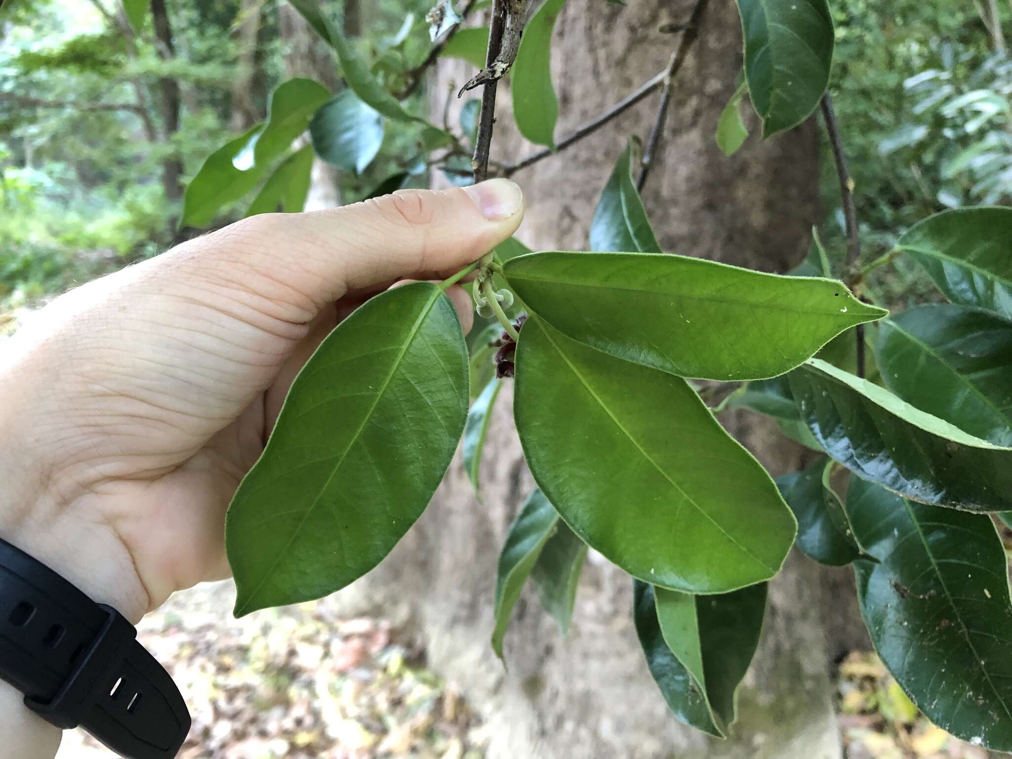 Image of false tungoiltree