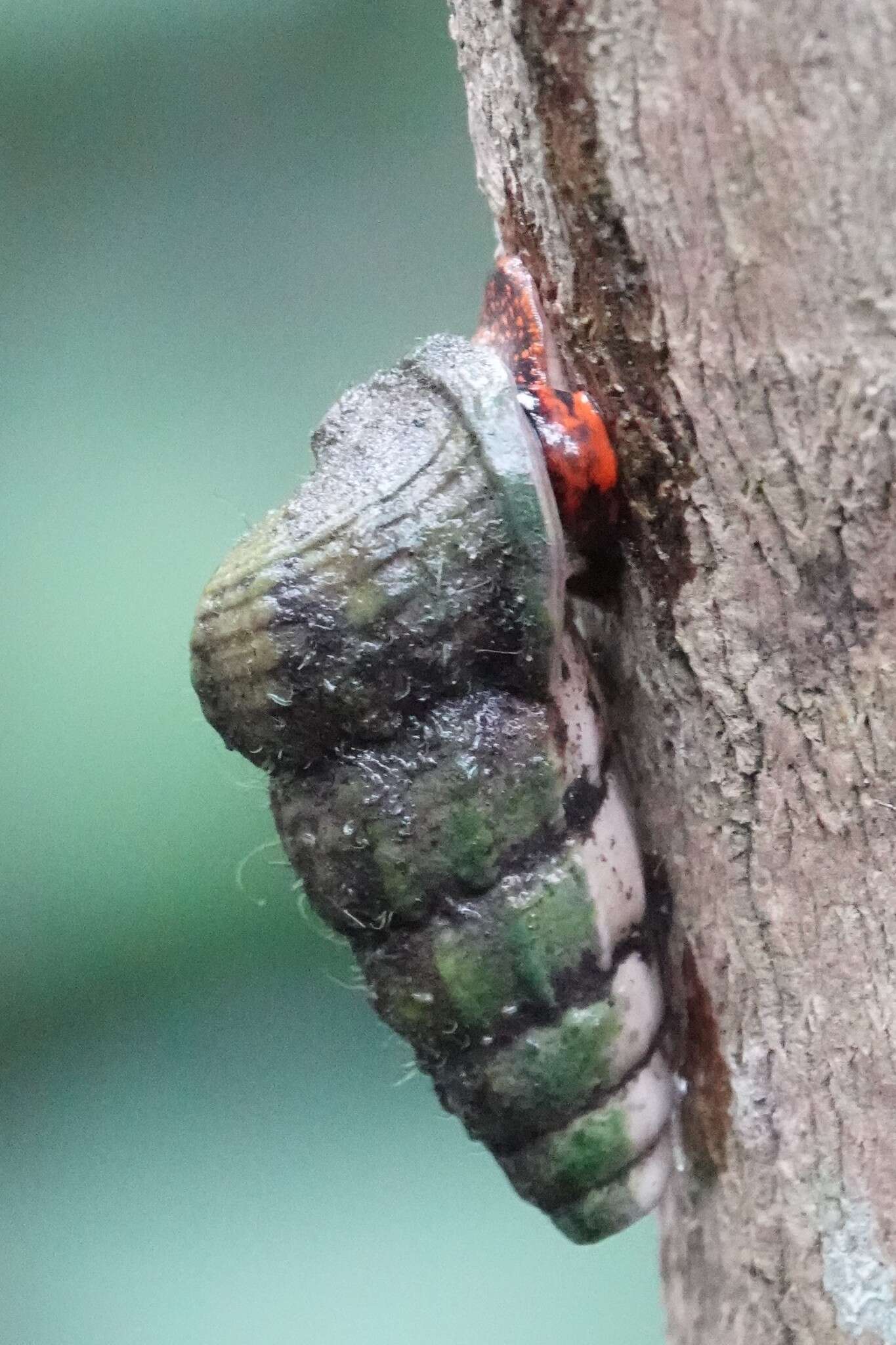 Image of mud creeper