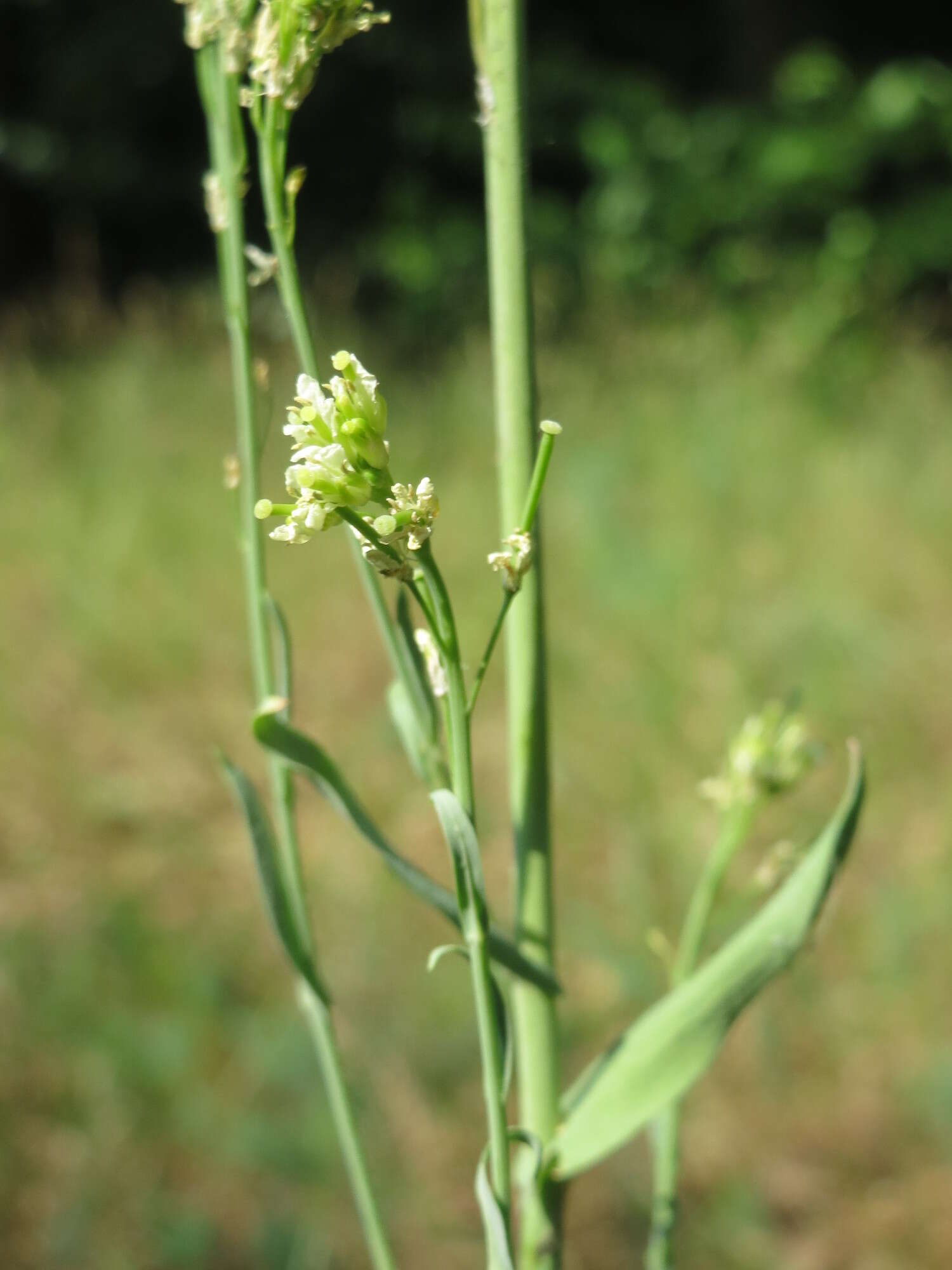 Image de Turritis glabra