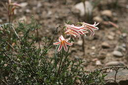 Image of Cyrtanthus helictus Lehm.