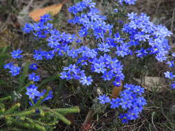 Image of Dampiera linearis R. Br.