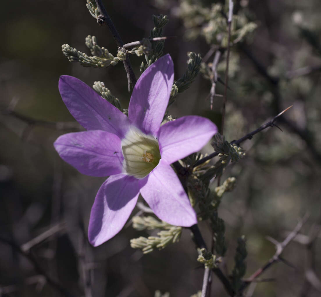Image of Ixia oxalidiflora Goldblatt & J. C. Manning