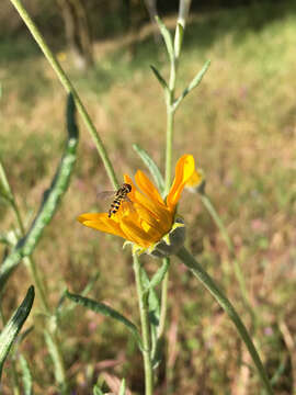 Image of Common Woolly Sunflower