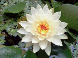 Image of American white waterlily