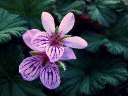 Слика од Pelargonium australe (Poir.) Jacq.