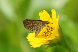 Aeromachus pygmaeus Fabricius 1775 resmi