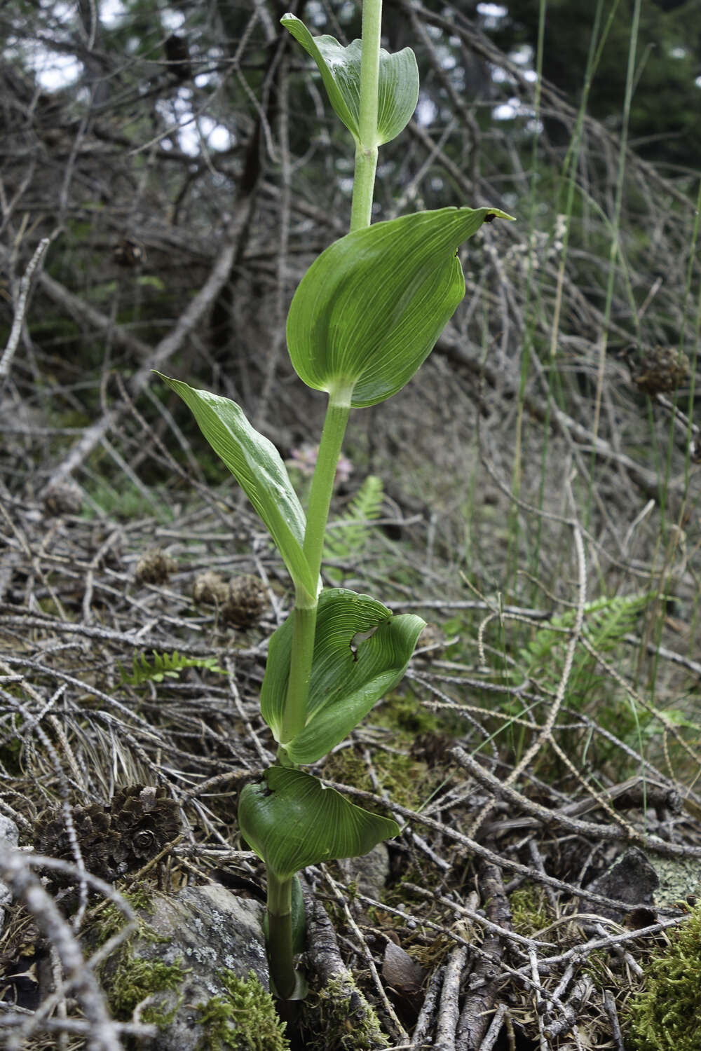 Imagem de Epipactis helleborine subsp. orbicularis (K. Richt.) E. Klein