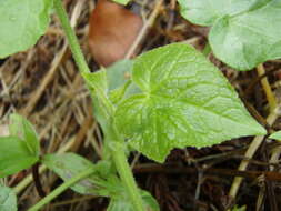 Image of oneseed bur cucumber