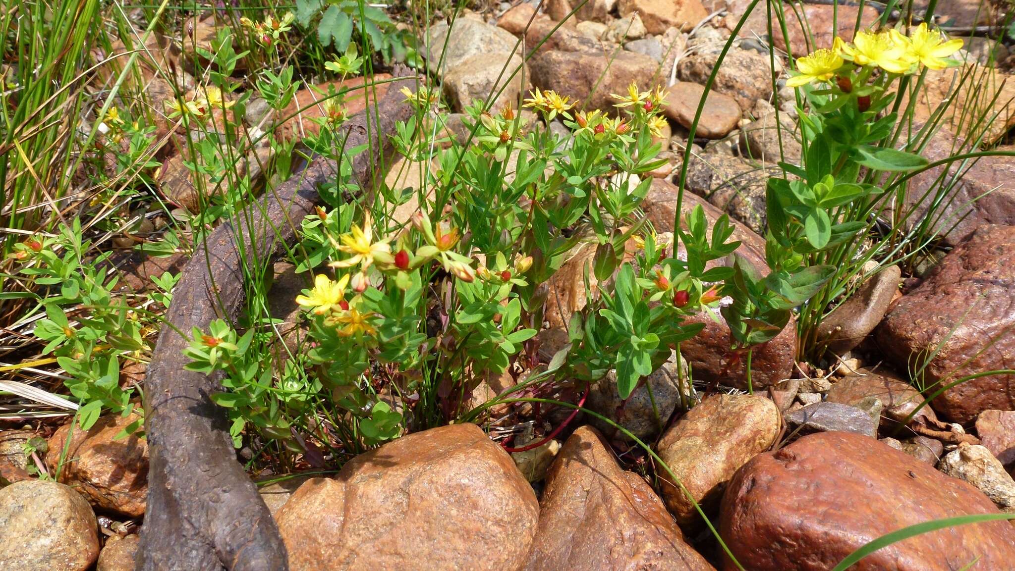 Image de Hypericum ellipticum Hook.