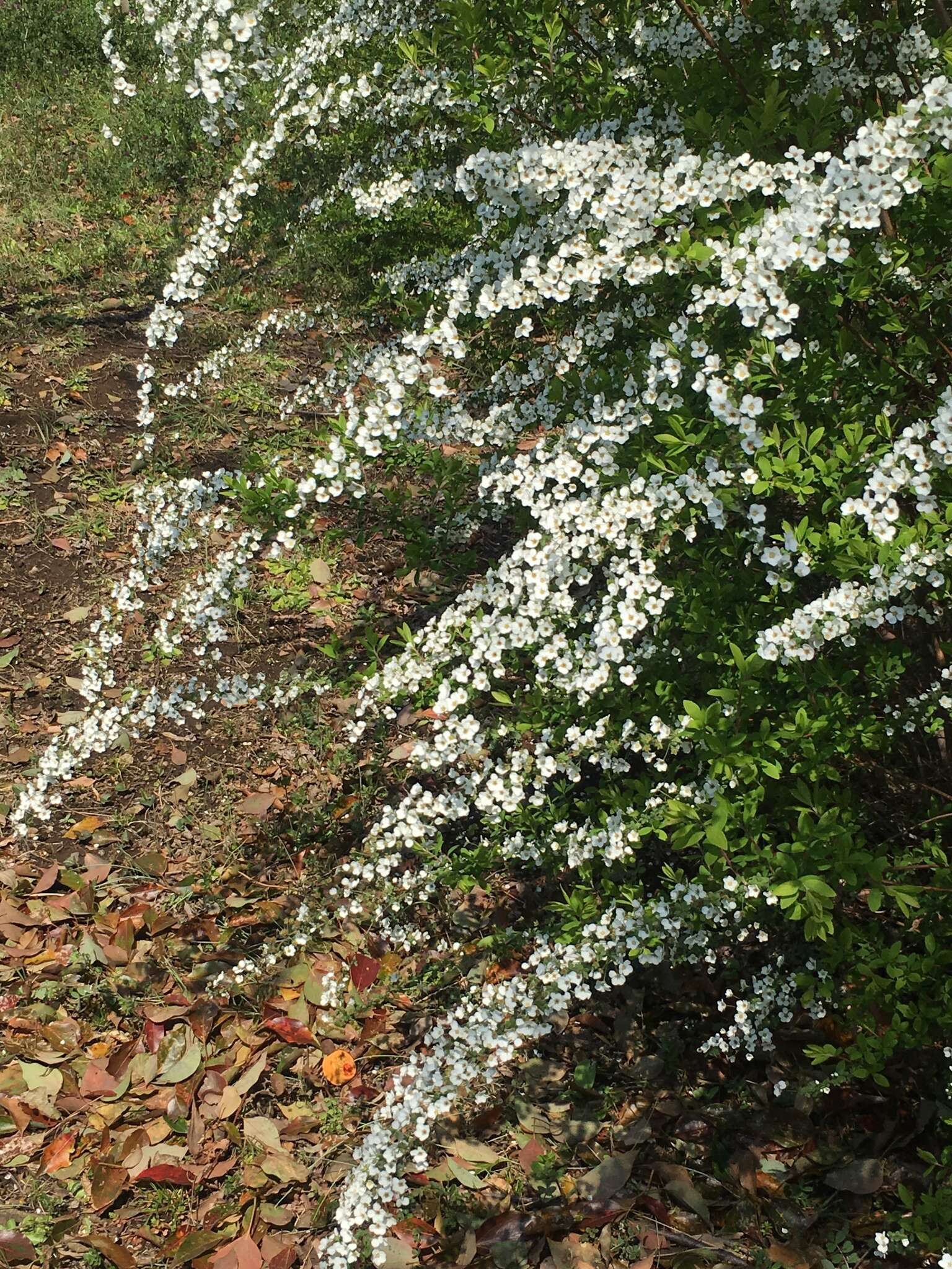 Image de Spiraea thunbergii Sieb. ex Bl.