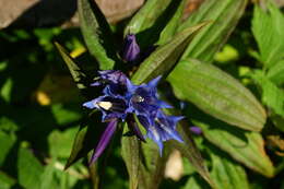 Image of Gentiana asclepiadea L.