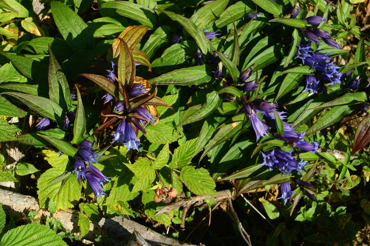 Image of Gentiana asclepiadea L.