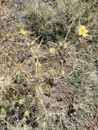 Image of Carlina racemosa L.