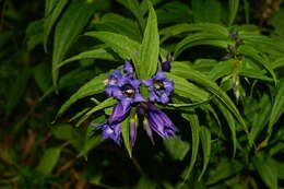 Image of Gentiana asclepiadea L.