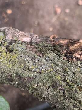 Image de Lecanora varia (Hoffm.) Ach.