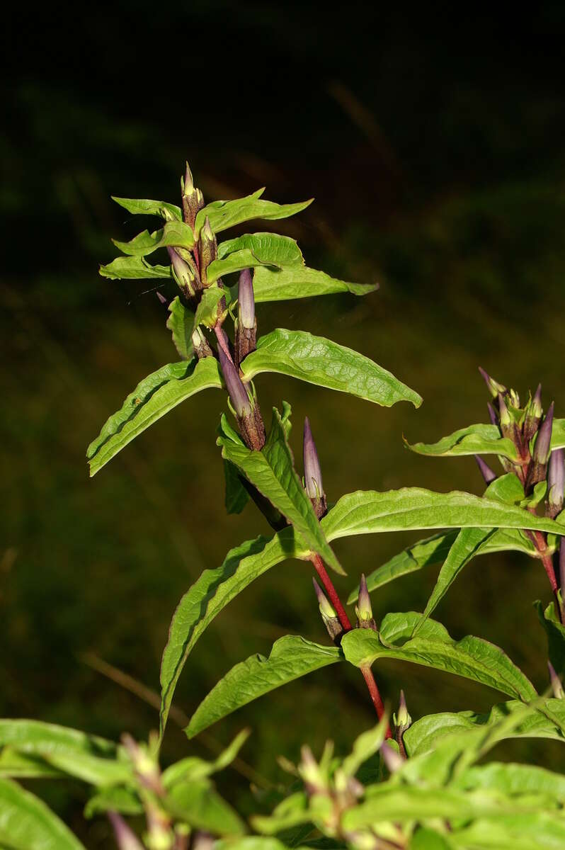 Image of Gentiana asclepiadea L.