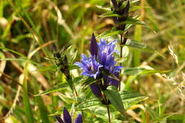 Image of Gentiana asclepiadea L.