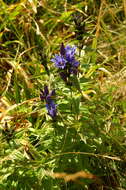 Image of Gentiana asclepiadea L.