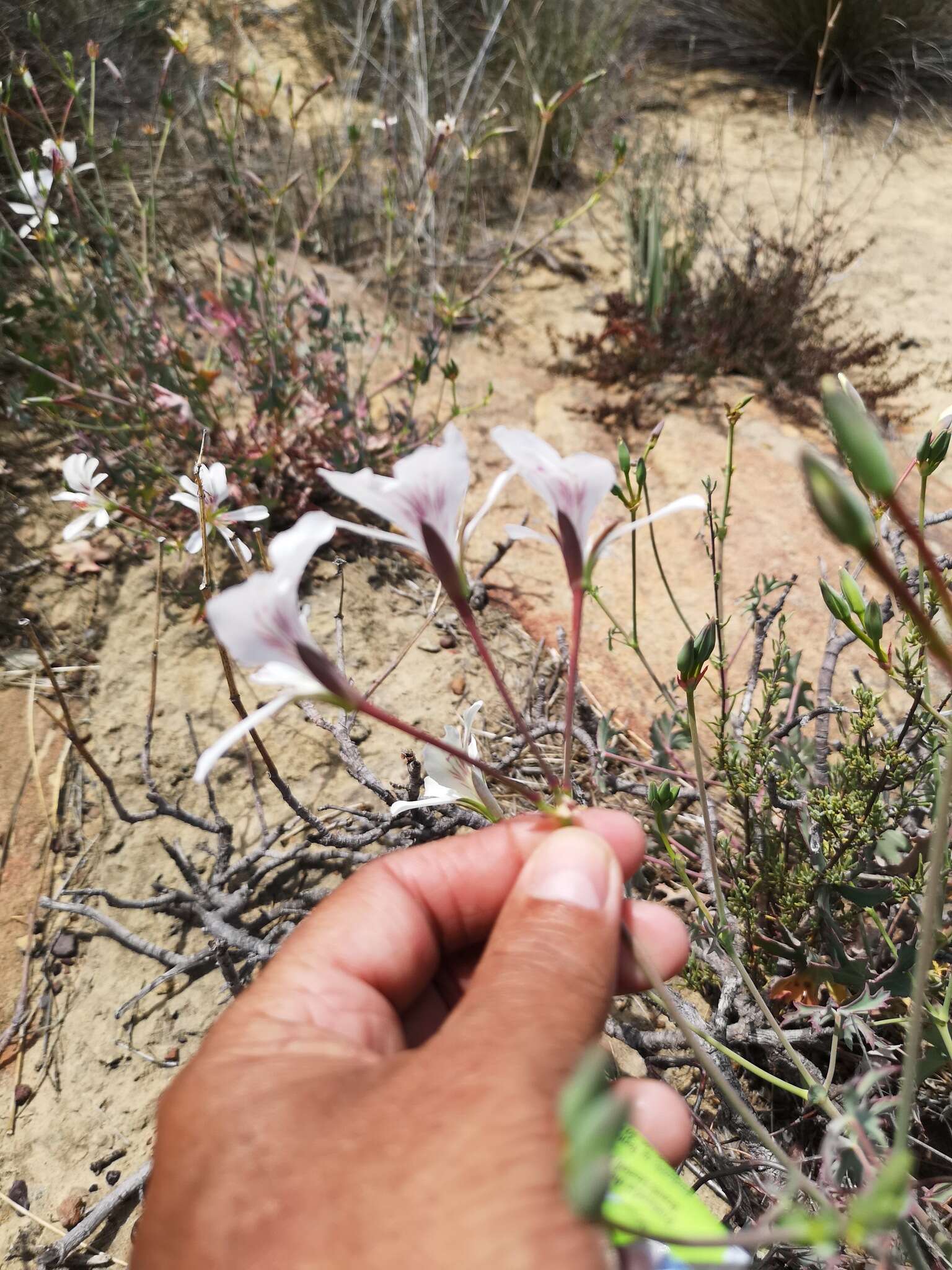 Image of Pelargonium grandiflorum (Andr.) Willd.