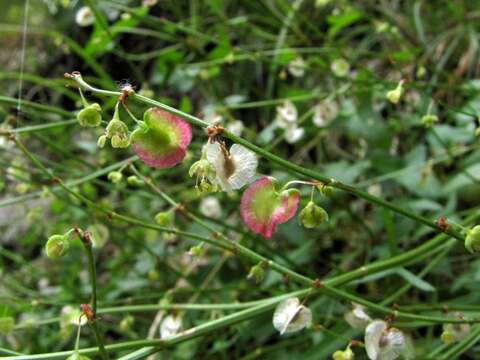 Rumex scutatus L. resmi