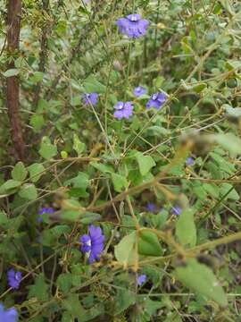 Image of Dampiera hederacea R. Br.