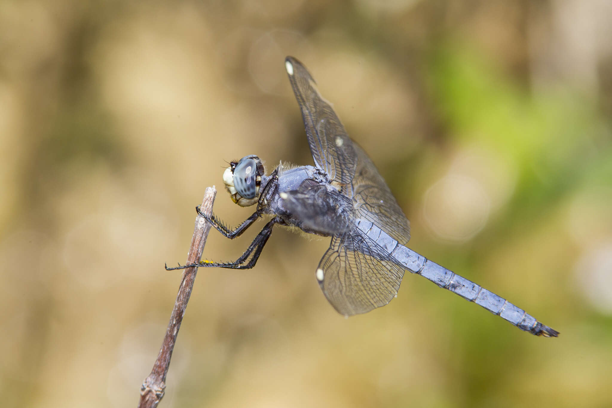 Image of Comanche Skimmer