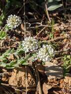 صورة Lepidium hirtum (L.) Sm.