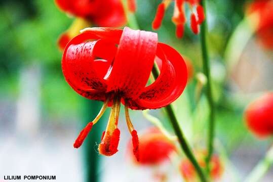 Image of Lilium pomponium L.